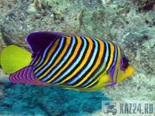     26 000  : CRUSADER BEACH 3* 
