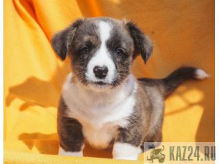 Welsh corgi cardigan 