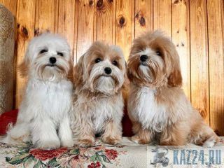 ����� �������� f1  ������