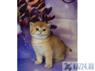 ���������� ������ ������ ������� ��������. ������. ������