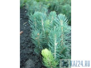 ������, ������� ������� �������� �� ��������� ������